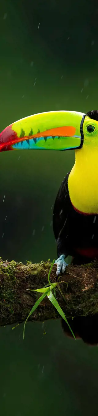 Tukane im Regen